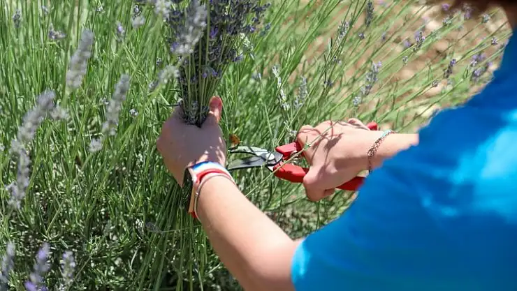 Karaova'da lavanta hasadı başladı