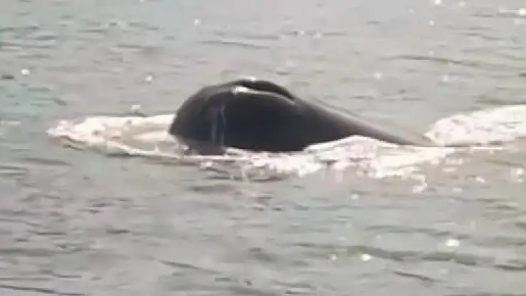 Kaşalot cinsi balina bu kez Rodos açıklarında ortaya çıktı
