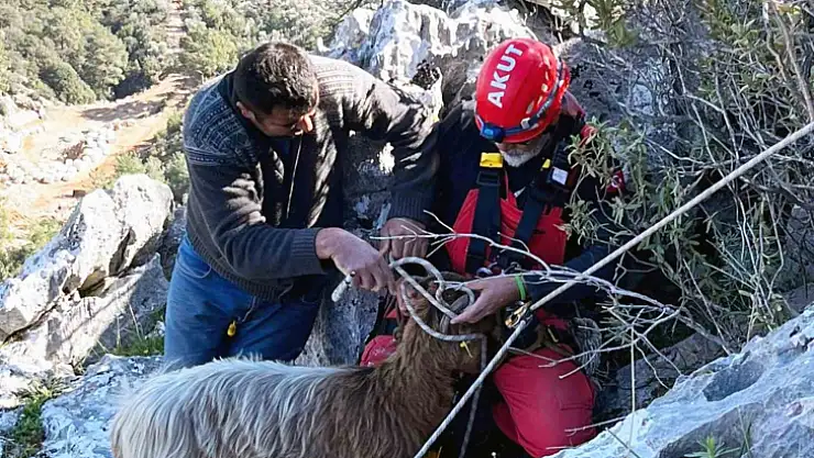 KAYALIKLARDA MAHSUR KALAN KEÇİLERİ AKUT KURTARDI