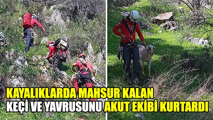 Kayalıklarda Mahsur Kalan Keçi Ve Yavrusunu AKUT Ekibi Kurtardı