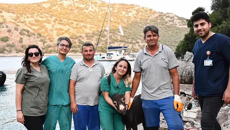 Kayalıklardan Düşen Eşek Kurtarıldı