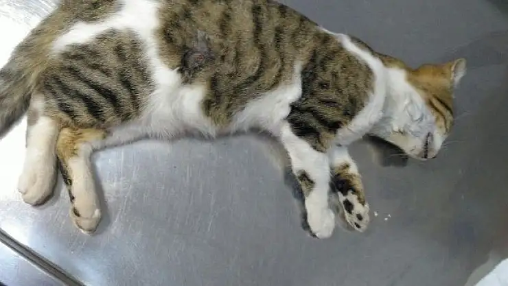 Kedisini Vuran Komşusunu  Mahkemeye  Verdi