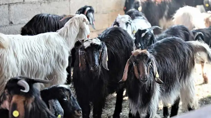 Kıl Keçisi Projesi için Son Başvuru 15 Eylül'e Uzatıldı 