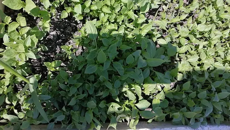 Kıvrak, Ata tohumlarımızın yayılmasını hedefliyorum