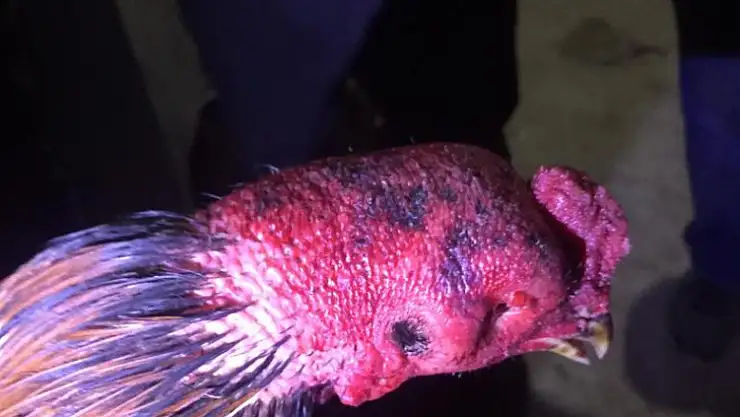 Koronavirüsü hiçe saydılar