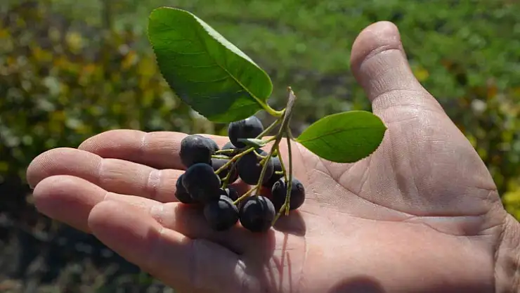 KÖYCEĞİZ'DE ARONYA HASADI GERÇEKLEŞTİ