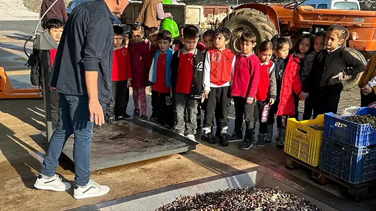 Köyceğiz'de Öğrenciler Zeytinden Yağ Çıkarılmasını Gördü