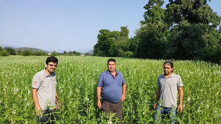 Köyceğiz'de susam üretimi projesi devam ediyor