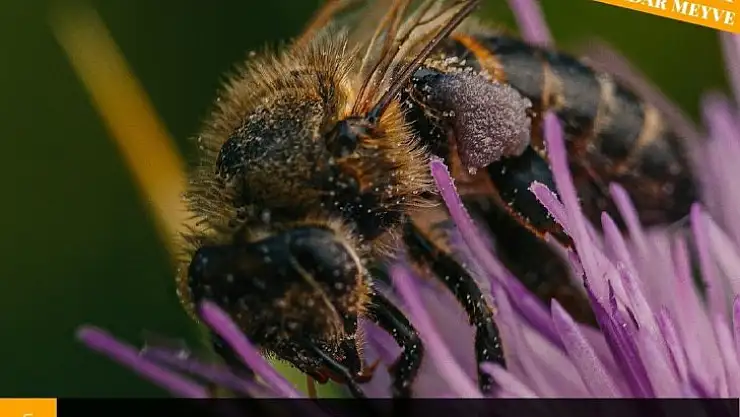 Köyceğizli üreticilere, arıcılık faaliyetleri nedeniyle ilaçlama uyarısı