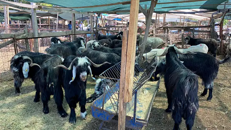 Kurban pazarında yaşanan yoğunluk dikkat çekti