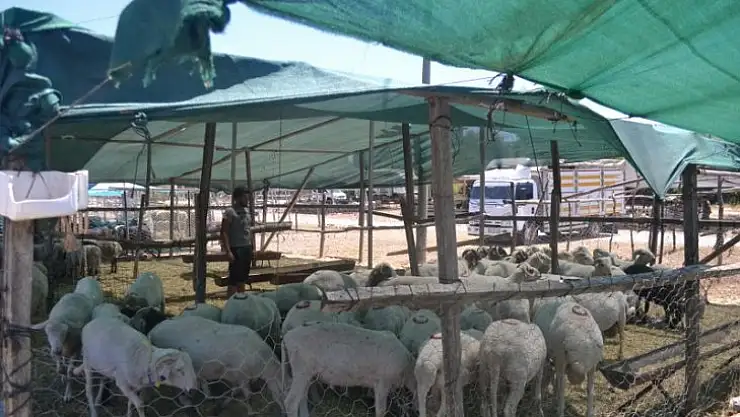 Kurbanlıklar görücüye çıktı