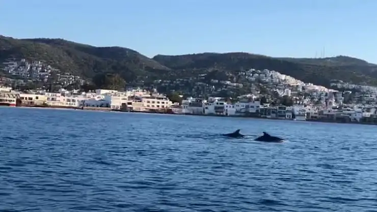 Kürekçilere yunus sürprizi