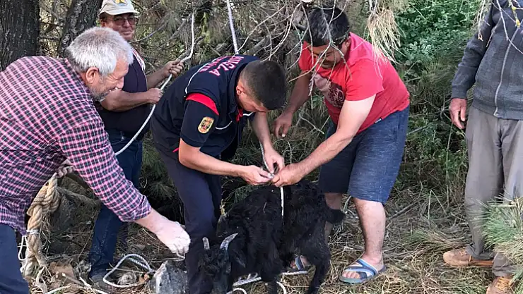 Kuyuya düşen keçiler kurtarıldı