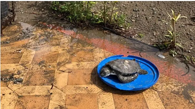 Marmaris sahilinde ölü yavru caretta bulundu