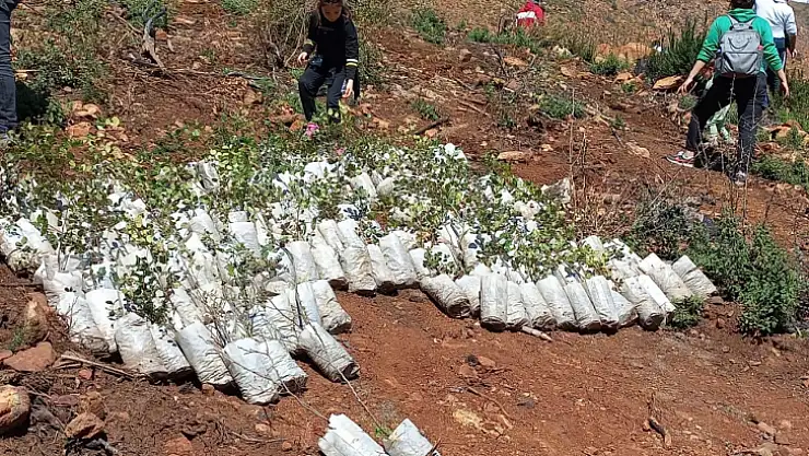 MARMARİS'TE FİDAN DİKİM ETKİNLİKLERİ DEVAM EDİYOR