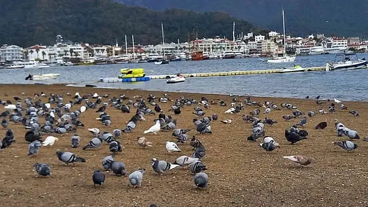 Marmaris'te sahilin keyfini bu defa güvercinler çıkardı