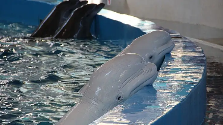 MARMARİS'TEKİ YUNUS PARKINDA BİR YUNUS DAHA HAYATINI KAYBETTİ