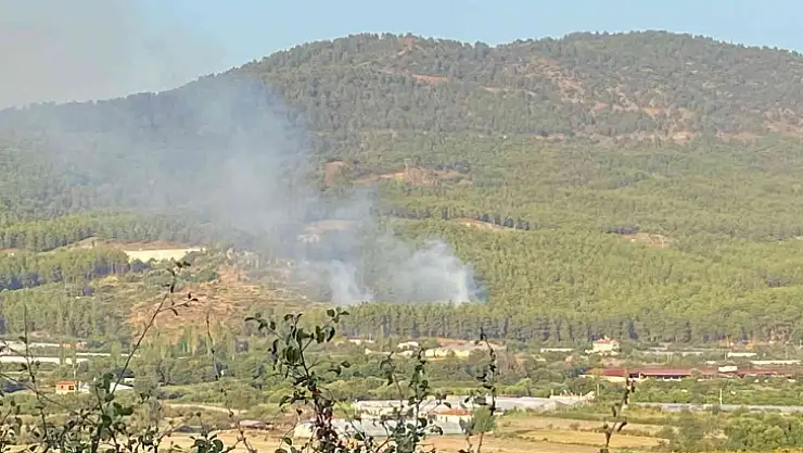 MAYTAP İLE ORMANI YAKTILAR