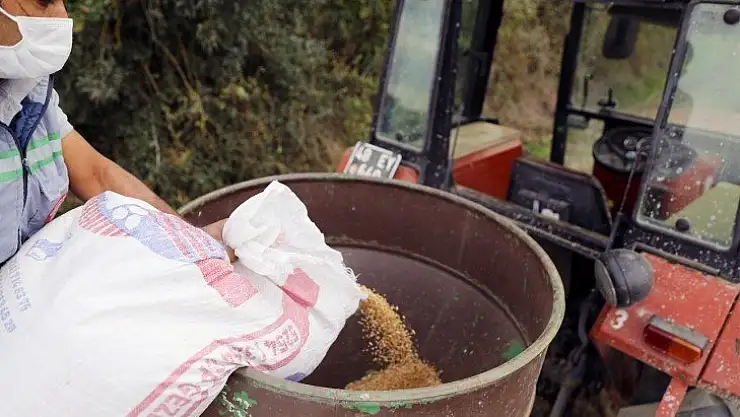 MENTEŞE'DE KADİM BUĞDAYLARIN EKİMİNE BAŞLANDI