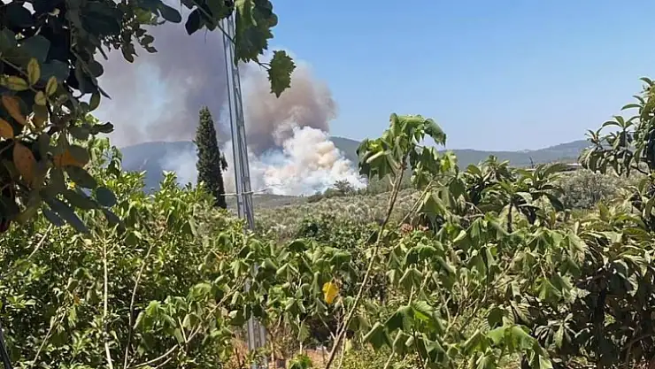 Milas'ta alevlerin önü kesildi