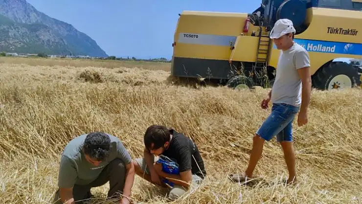 Milas'ta Biçerdöver denetimi