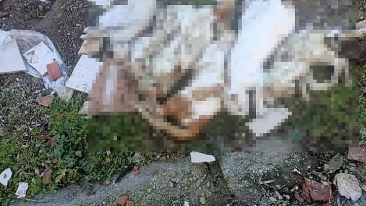 Milas'ta Çöpte Kedi Ölüleri Bulundu