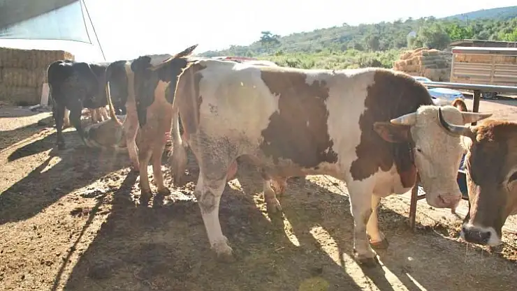 Milas'ta kurbanlık satışları başladı