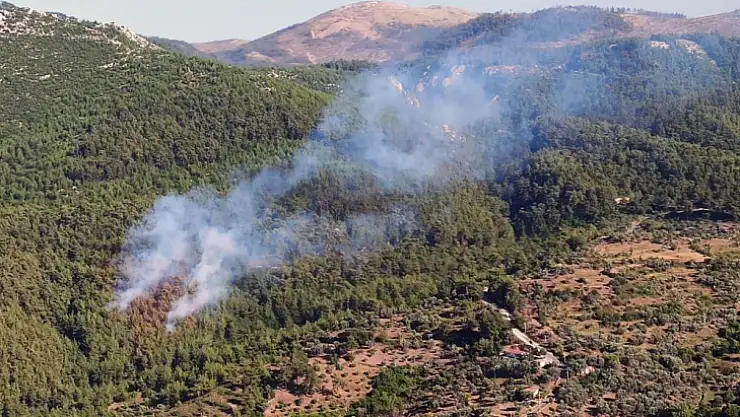 Milas'ta orman yangını