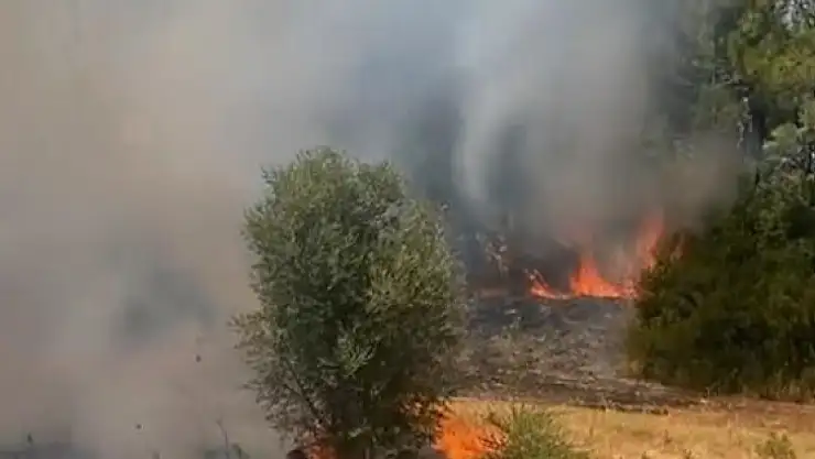 Milas'ta orman yangını