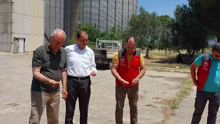 Milas TMO Hububat alımlarına başladı