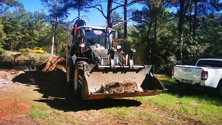 Milli Park yetkilileri ölü ayıyı bulunduğu yerden kaldırdı