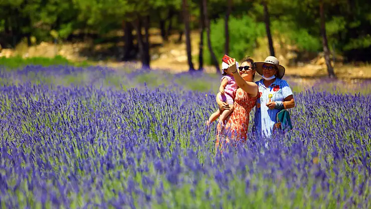 'Mor Tarlalar' İlgi Odağı Oldu