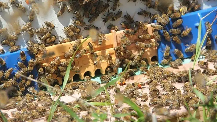 MUĞLA ARI YETİŞTİRİCİLERİ BİRLİĞİNİN ÇALIŞMALARI ARICILARI MUTLU ETTİ