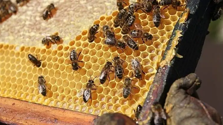 'Muğla Çam Balı' için eğitim semineri