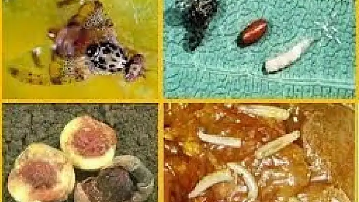 Muğla'da Akdeniz Meyve Sineği mücadelesi başladı