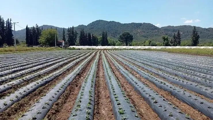 Muğla'da iki proje faydalı model olarak tescillendi