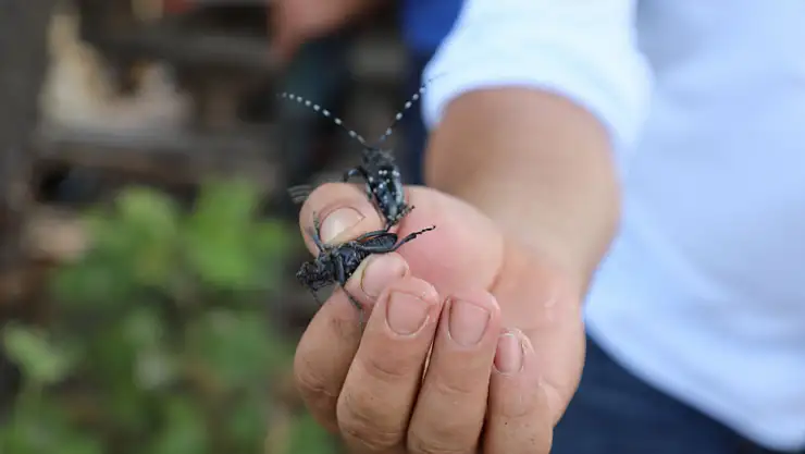 Muğla'da İlk Defa Görülen Turunçgil Uzun Antenli Böceği ile Mücadele