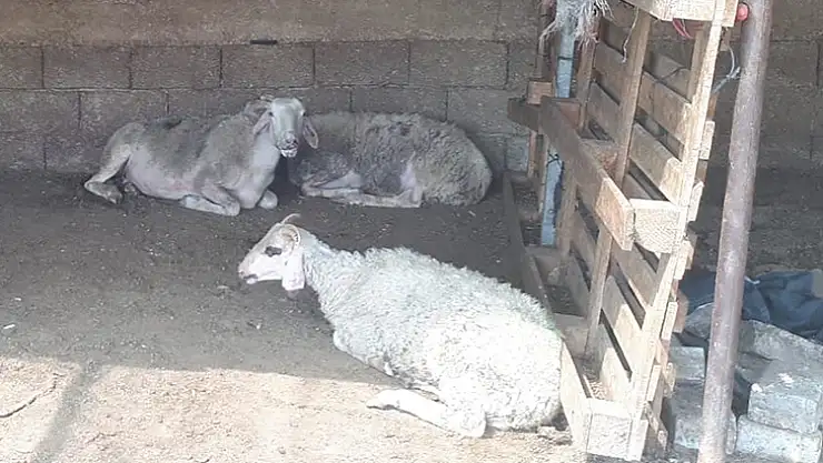 Muğla'da Küçükbaş Hayvan Zehirlenme Vakası: 30 Koyun Telef Oldu
