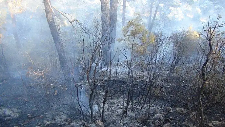 Muğla'da orman yangını