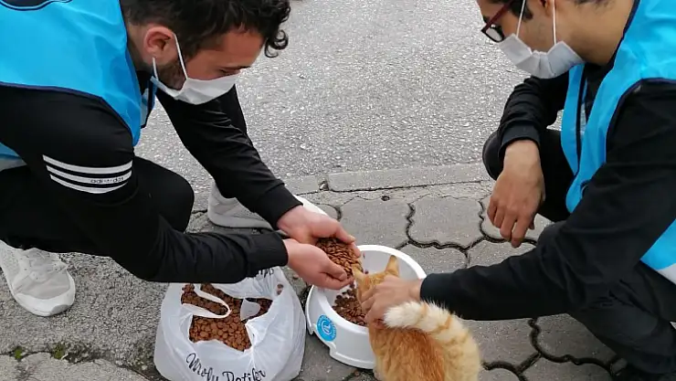 Muğla'da sokak hayvanları Ülkü Ocakları tarafından beslendi