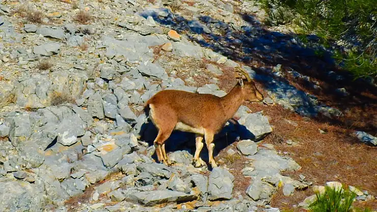 MUĞLA'DA YABAN KEÇİLERİ GÖRÜNTÜLENDİ