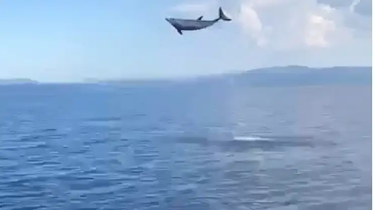 MUĞLA'DA YUNUSLARDAN GÖRSEL ŞÖLEN