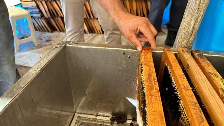 Muğla'daki yangınlardan sonra çam balı hasadında sevindirici gelişme