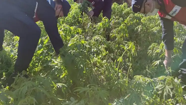 Muğla Jandarma'dan Uyuşturucu Baskını
