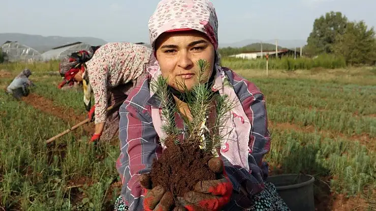 Muğla OBM'de 9,8 Milyon Fidan Üretildi