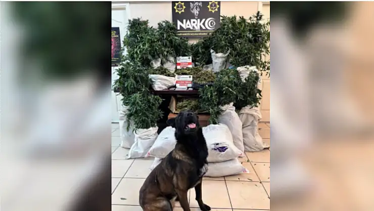 Muğla polisinden Marmaris ve İzmir'de uyuşturucu operasyonu