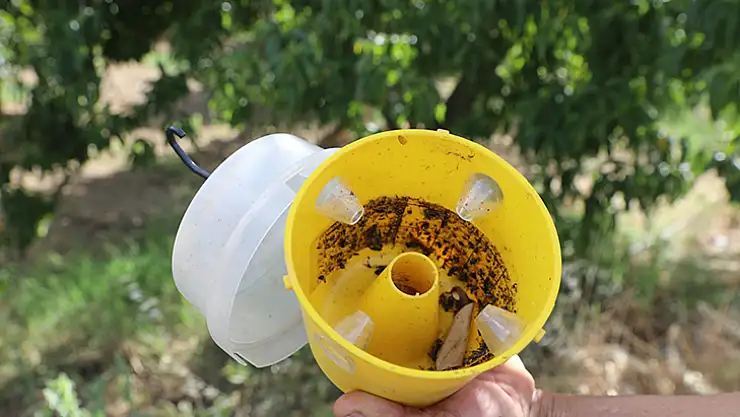 Narenciye İhracatına Büyükşehir Desteği