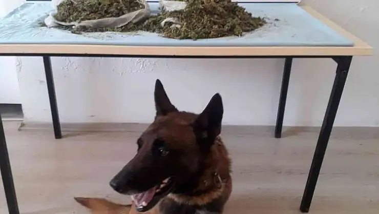 NARKOTİK KÖPEĞİ KONT, UYUŞTURUCUYA GEÇİT VERMEDİ