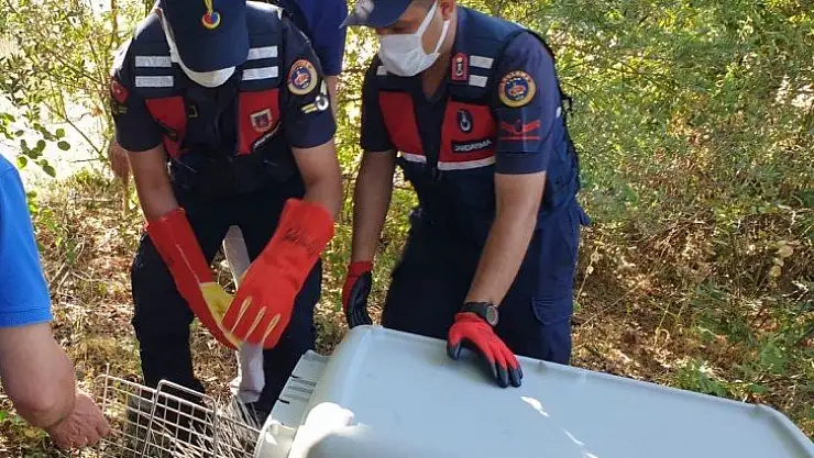 Nesli tükenmekte olan Oklu Kirpi emin ellerde