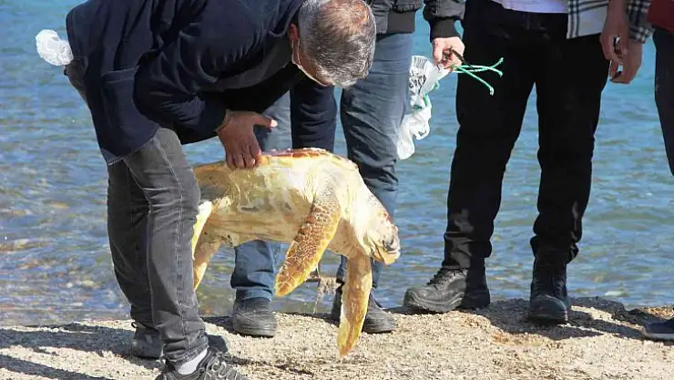 Ölü caretta caretayı görenler şoke oldu